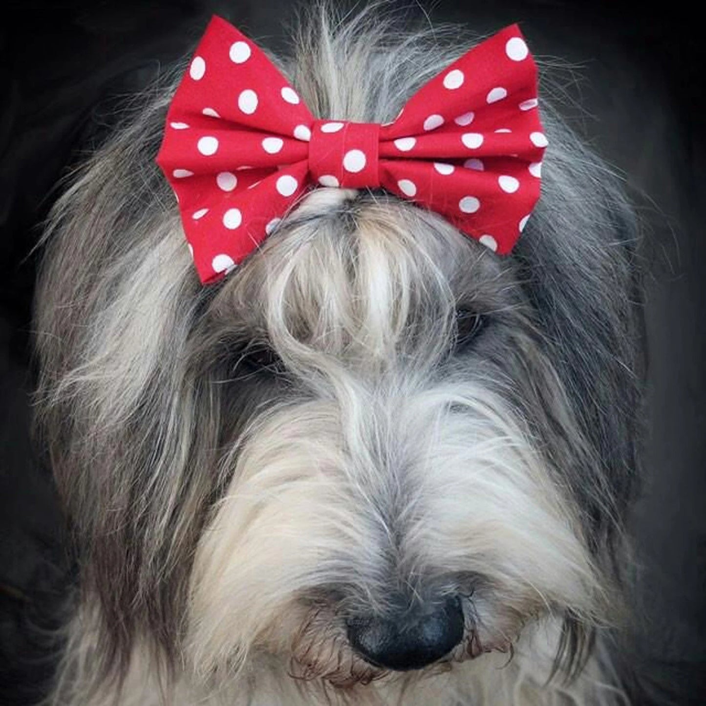 Dimple's Dog Bow Tie Red with white dots