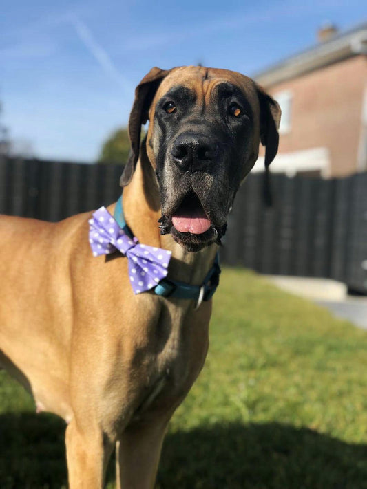 Dimple's Dog Bow Tie Purple with white dots