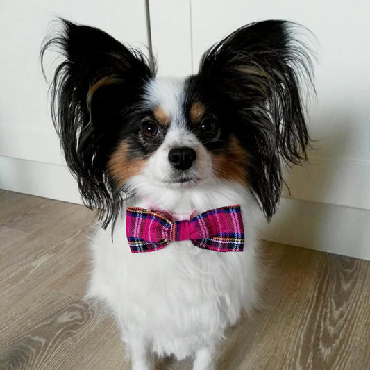 Dimple's Dog Bow Tie Tartan Pink Purple