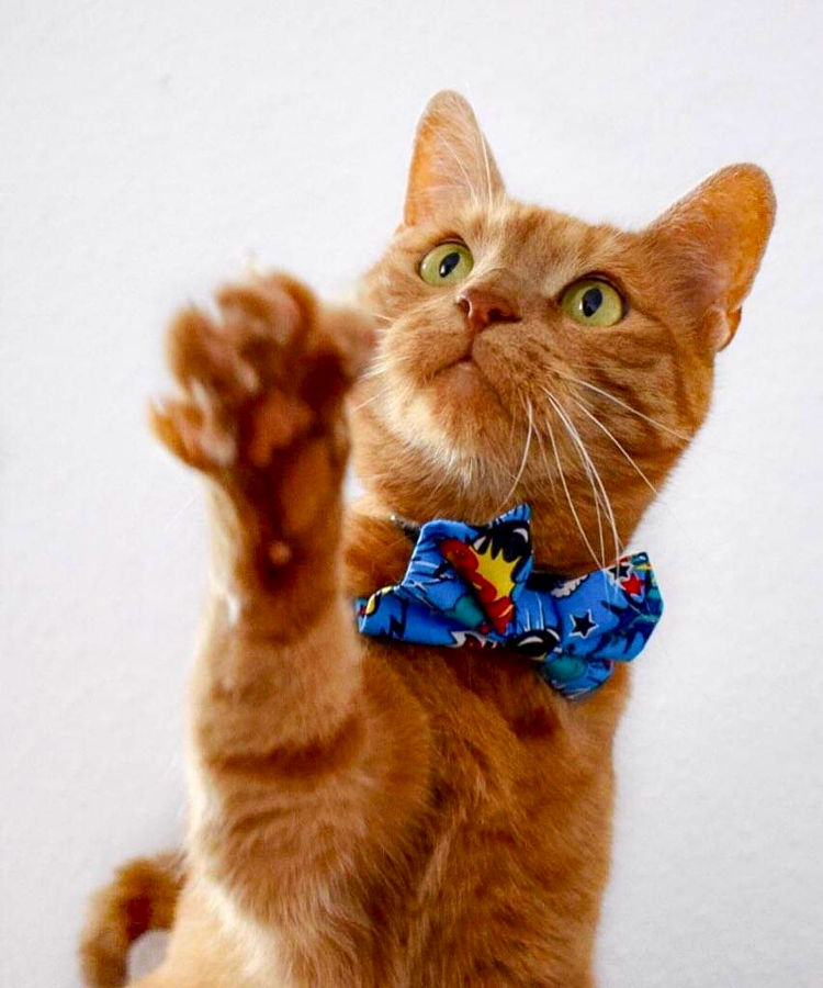 Dimple's Dog Bow Tie Comic Superhero