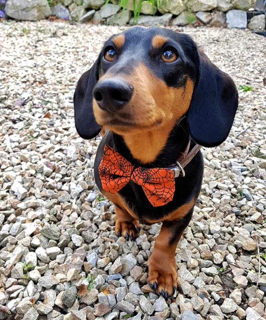 Dimple's Dog Bow Tie Halloween Spiders