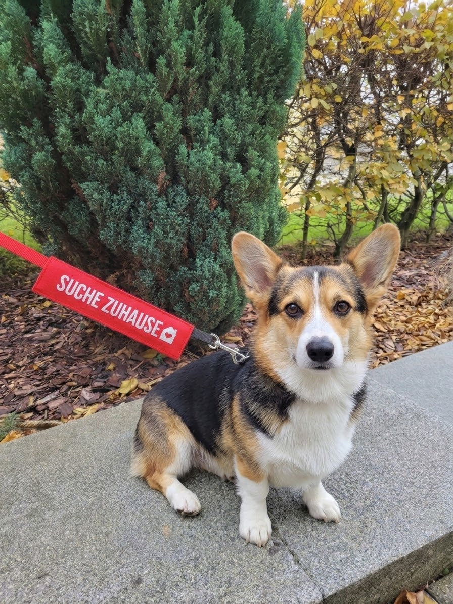 suche zuhause Leine Hundehalstuch Bandana Dimples
