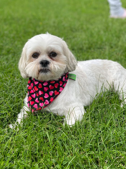 Dog bandana - Romantic hearts red for Valentine's Day