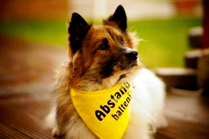 Keep Distance - yellow warning bandana for dogs that are nervous, anxious, in heat, aggressive or in training