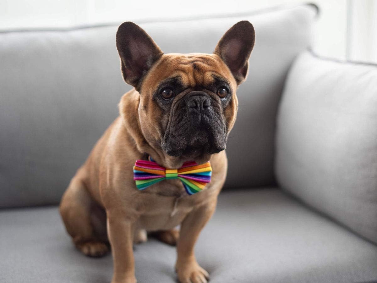 Dimple's Dog Bow Tie Rainbow Pride
