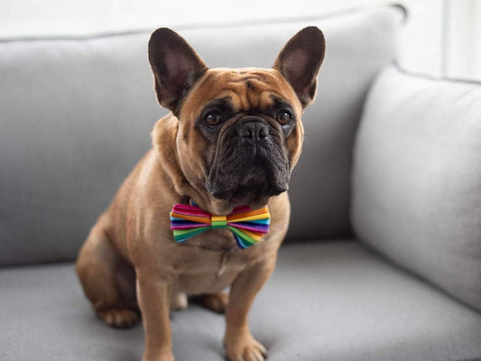 Dimple's Dog Bow Tie Tartan Pink Purple