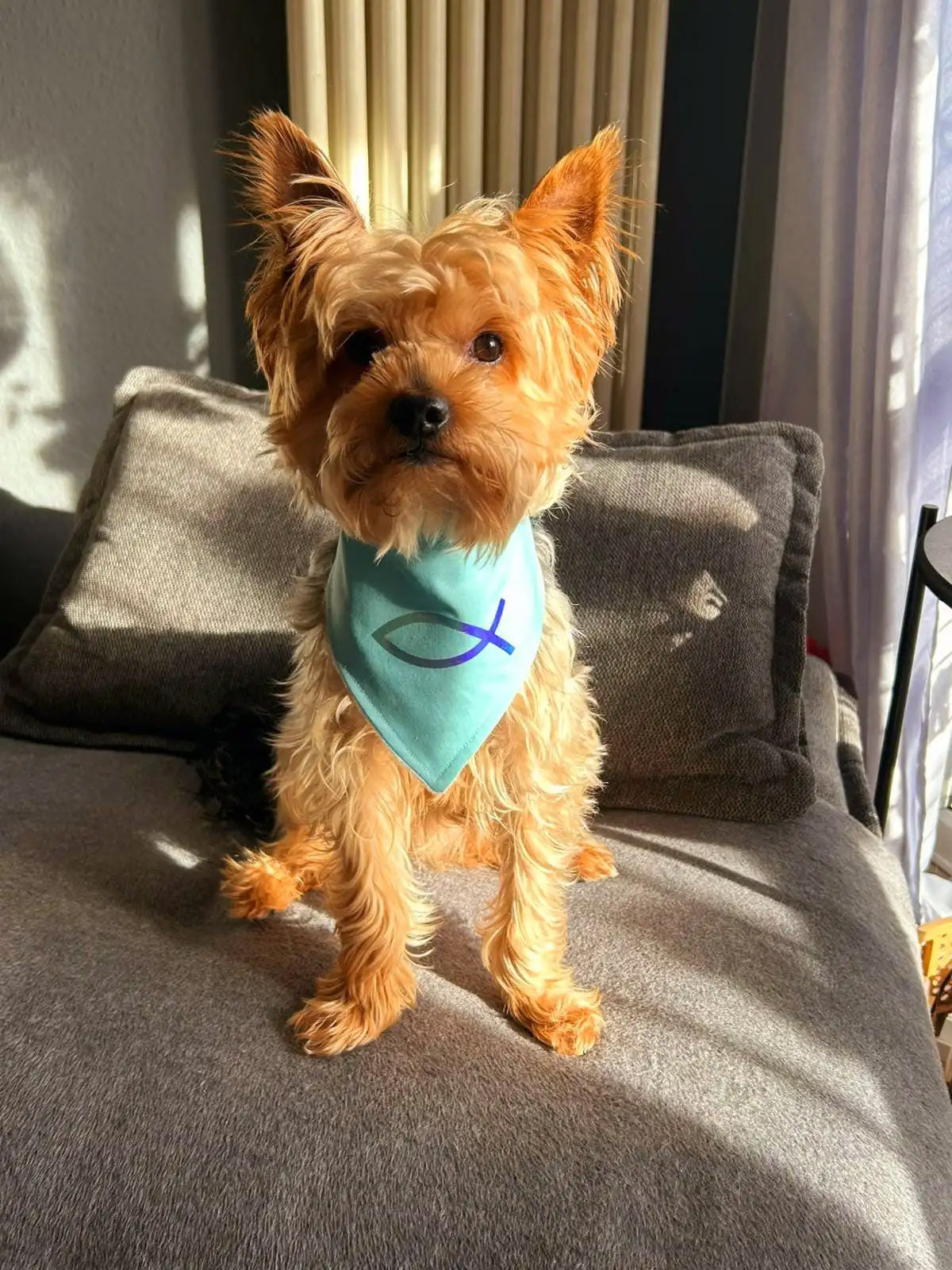 Hundehalstuch hellblau mit Christlichem Fisch Symbol