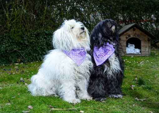 Purple Polka Dot Dog Bandana