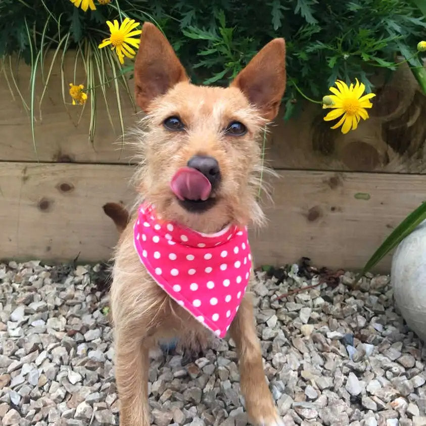 Pink gepunktetes Hundehalstuch Bandana