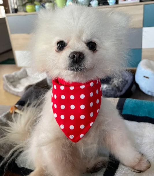 Red Polka Dot Dog Bandana