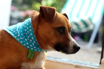 Turquoise Polka Dot Dog Bandana Neckerchief