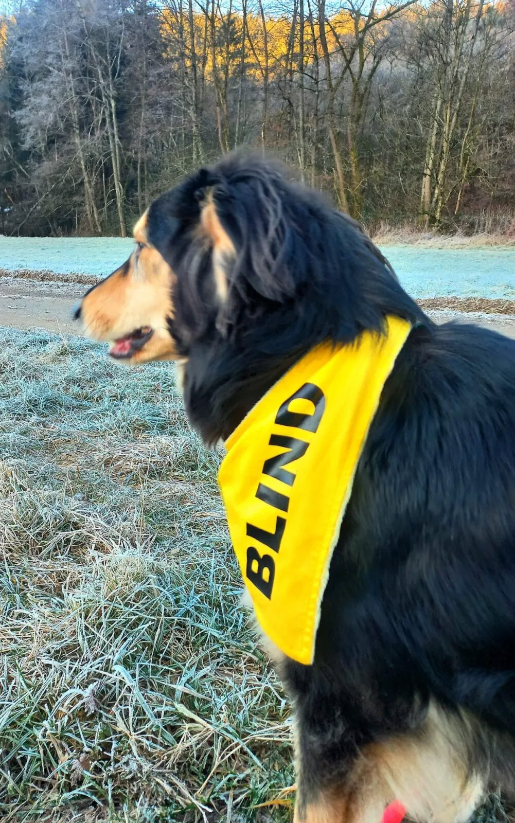 Blind Dog Bandana