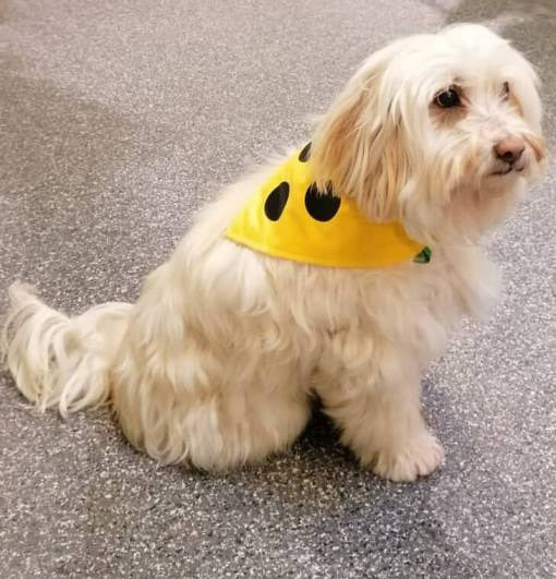 Blind Dog Bandana - Yellow Dog Scarf with 3 Dots Print for Guide Dog