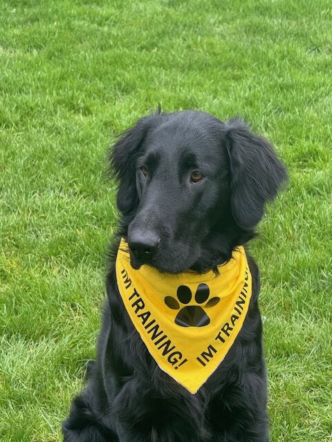 Yellow IN TRAINING Dog Bandana for Assistance Dog