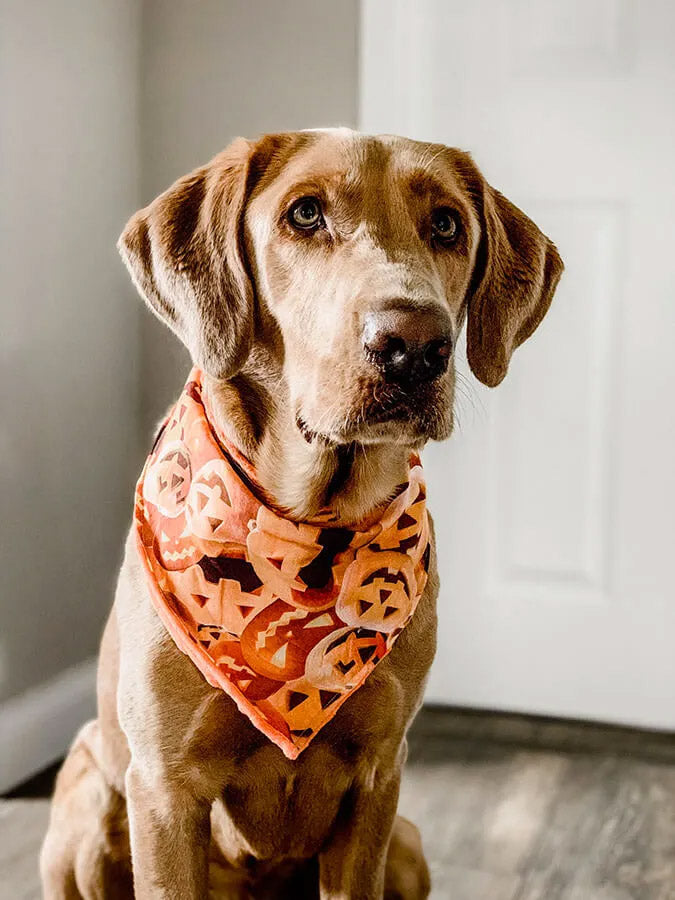 Halloween orange Kürbis Hundehalstuch Bandana Dimples