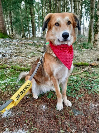 IN TRAINING - lead sleeve cover for dog leash - for school dogs, assistance dogs, companion dogs