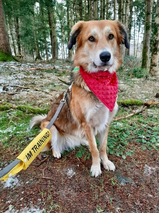 In training - printed canvas cover for dog leash - for school dogs, assistance dogs, companion dogs