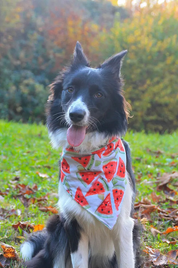 Summer Watermelon Dog Bandana