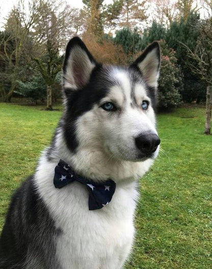 Dimples Sterne auf dunkelblau Hunde Schleife