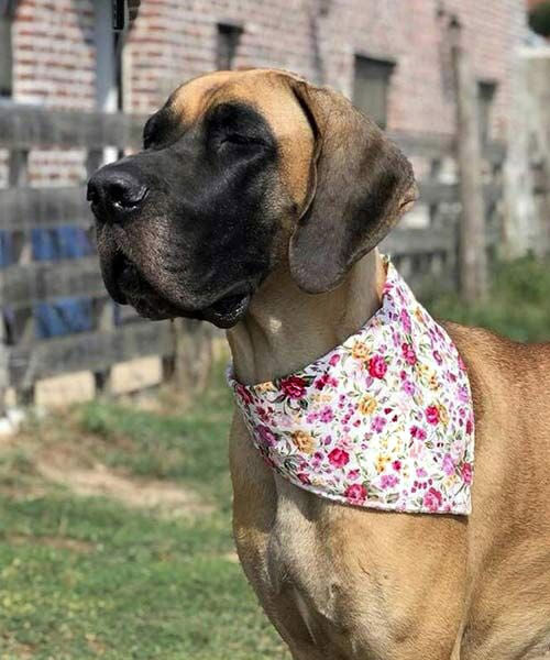 Vintage Roses on Cream Dog Bandana