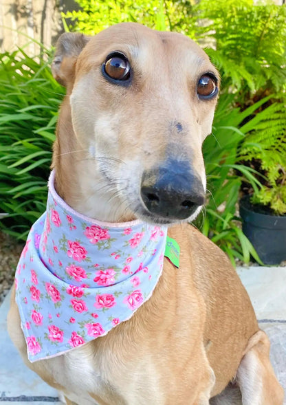 Vintage Roses on Light Blue Dog Bandana