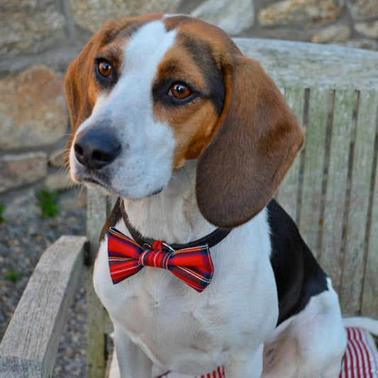 Dimple's Dog Bow Tie Red Tartan