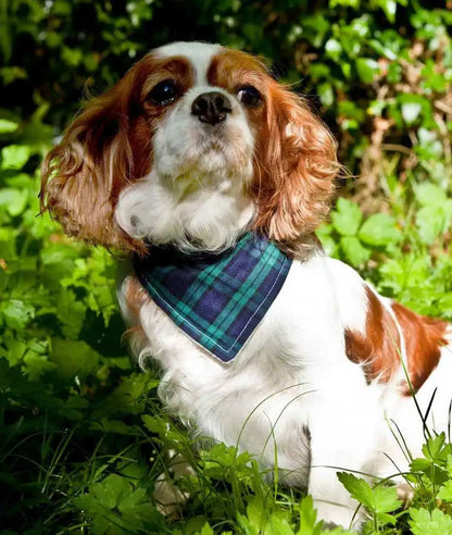 Schottenkaro blau grün Hundehalstuch - Kariertes Bandana