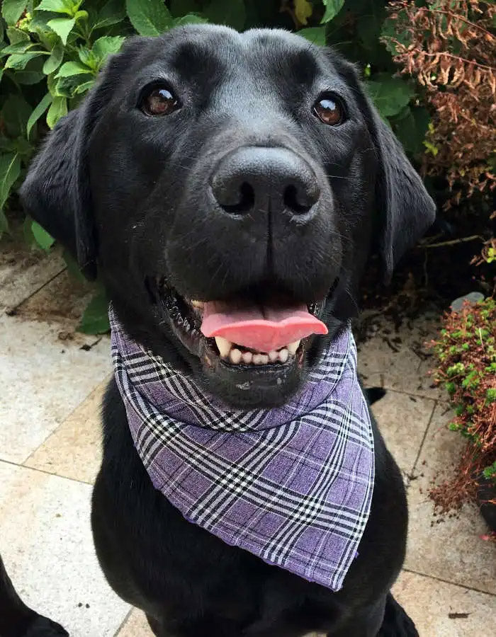 Glencheck Purple Plaid Dog Neckerchief Bandana