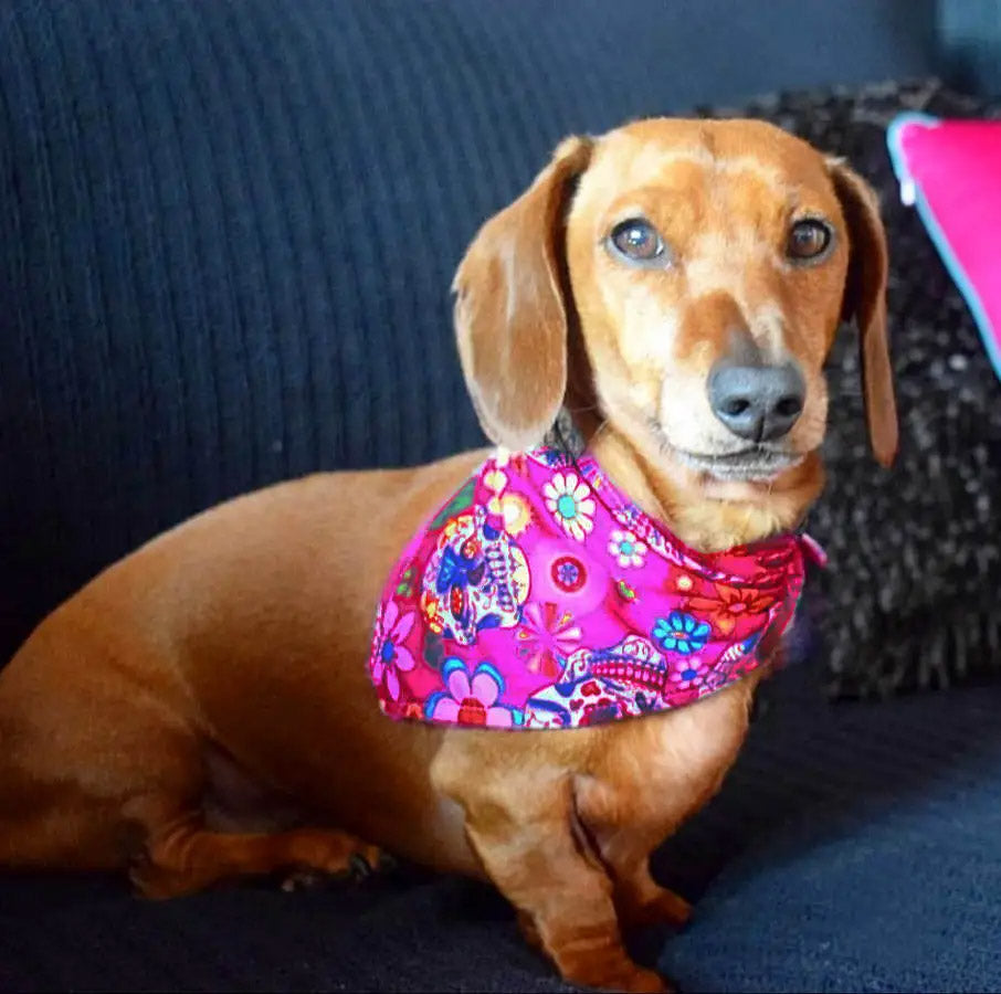 Mexican Skulls Pink Dog Bandana
