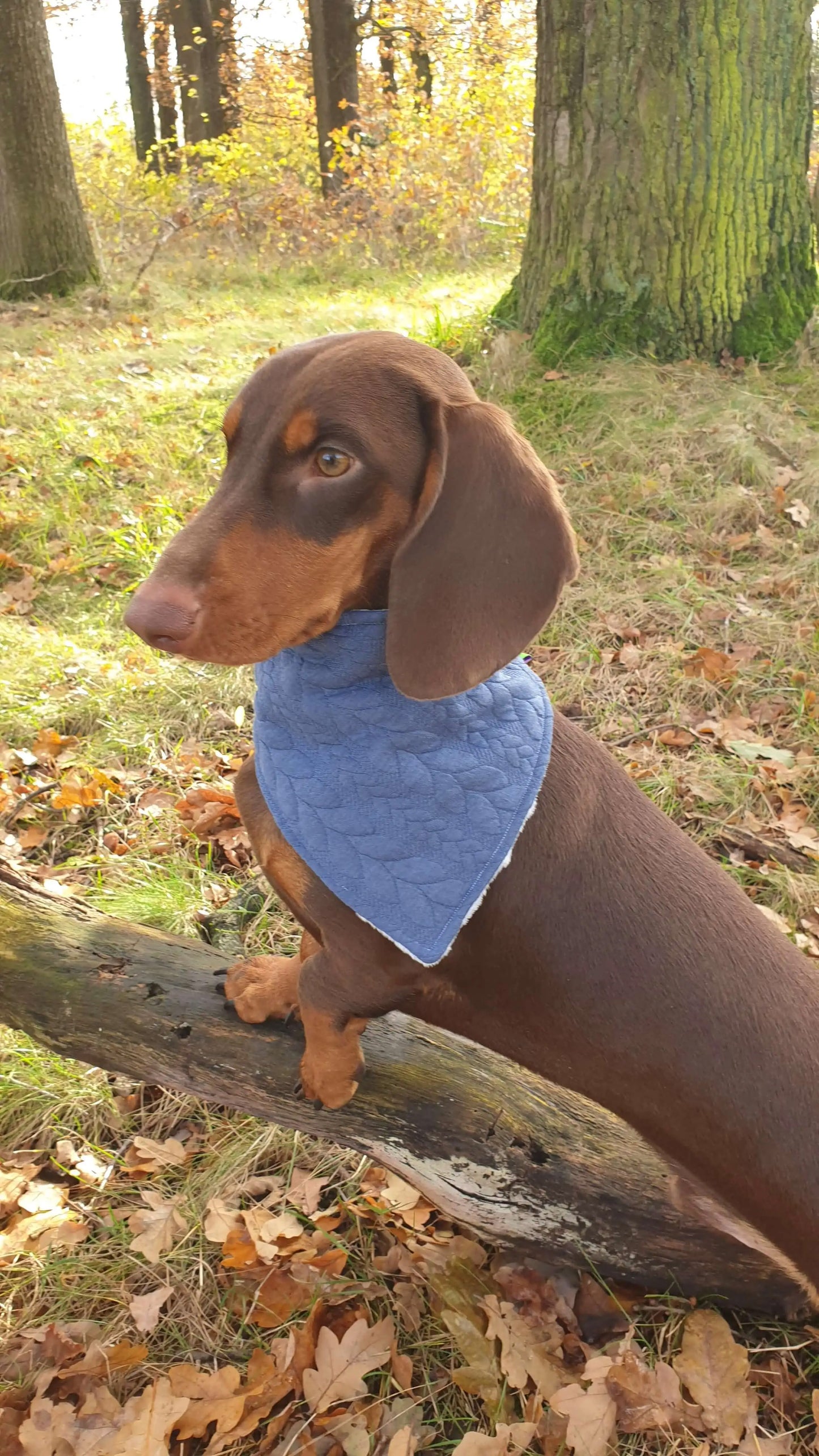 Blue cable knit dog scarf bandana
