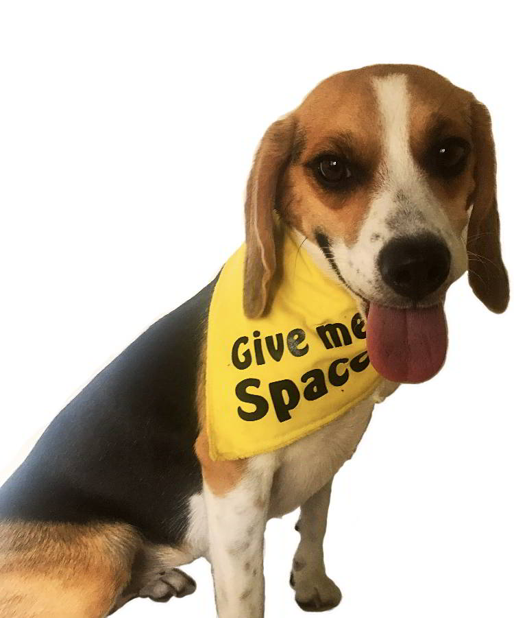 GIVE ME SPACE - yellow warning bandana for dogs that are nervous, anxious, in heat, aggressive or in training