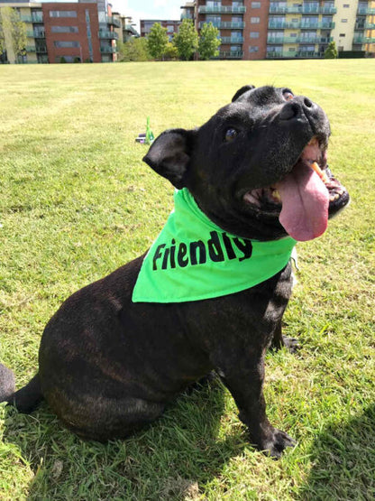 Green FRIENDLY Dog Scarf Bandana