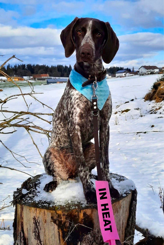In Heat - printed cover for dog leash in pink for female dog's menstruation