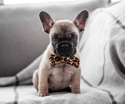 Dimple's Dog Bow Tie Leopard Pattern