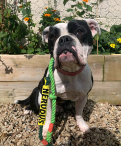 Anxious Leash Sleeve for Dog Leash