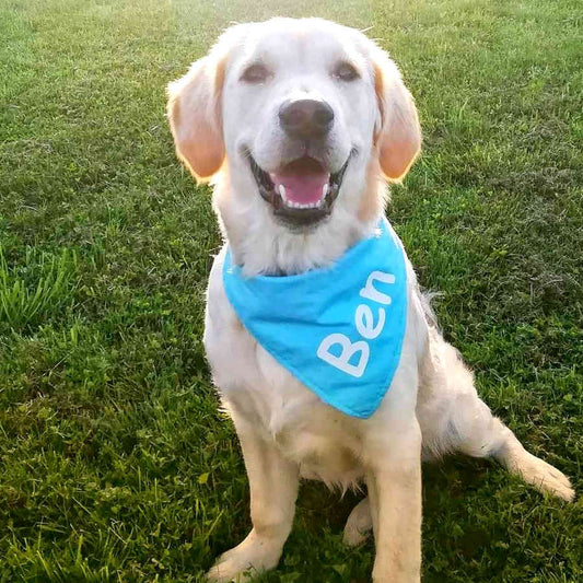 Solid-colored dog bandana