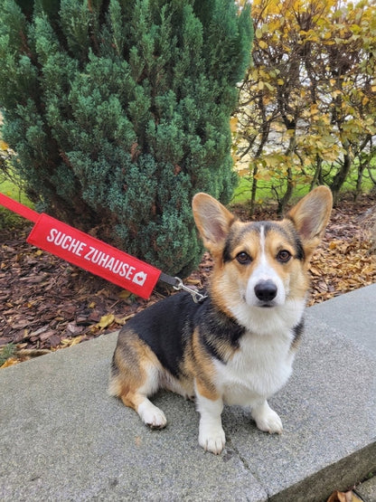 suche zuhause Leine Hundehalstuch Bandana Dimples
