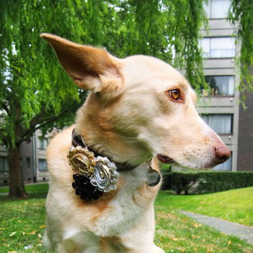 Glamour Flower Dog Collar