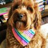 Pride Rainbow Dog Bandana