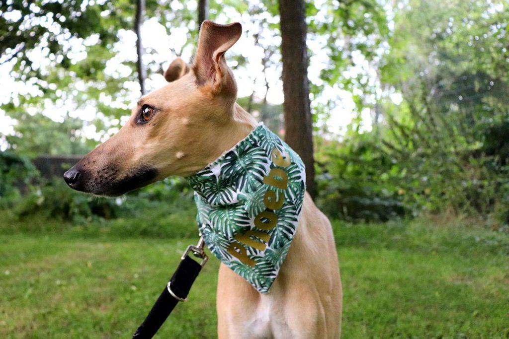 Dog Scarf Spoilt Rotten Pets Grey Camouflage Custom Personalised Dog or Cat Bandana Four Sizes Dog Neckerchief