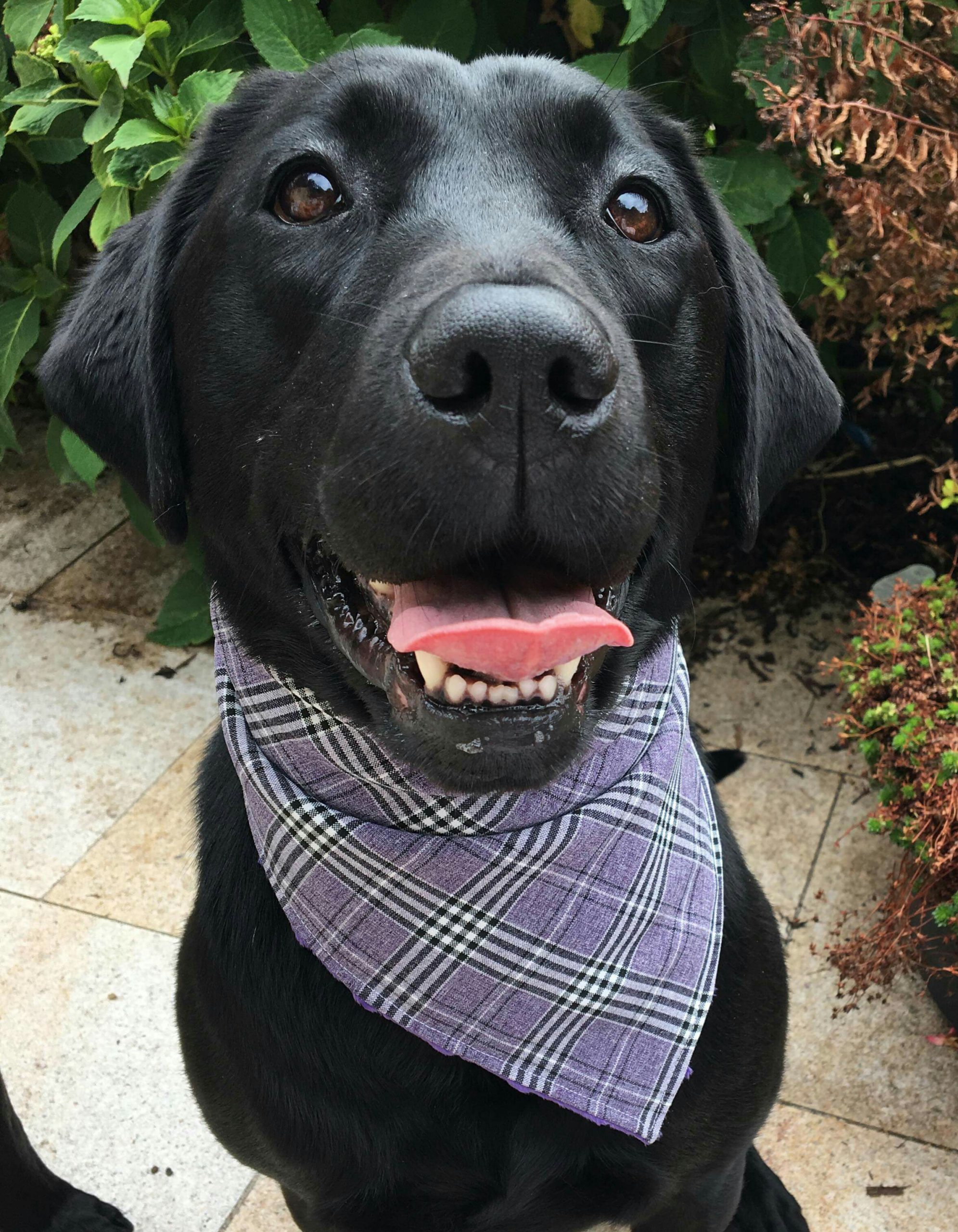 Dog bandana purple tartan front